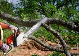 Tree and Shrub Care in Tsaile, AZ